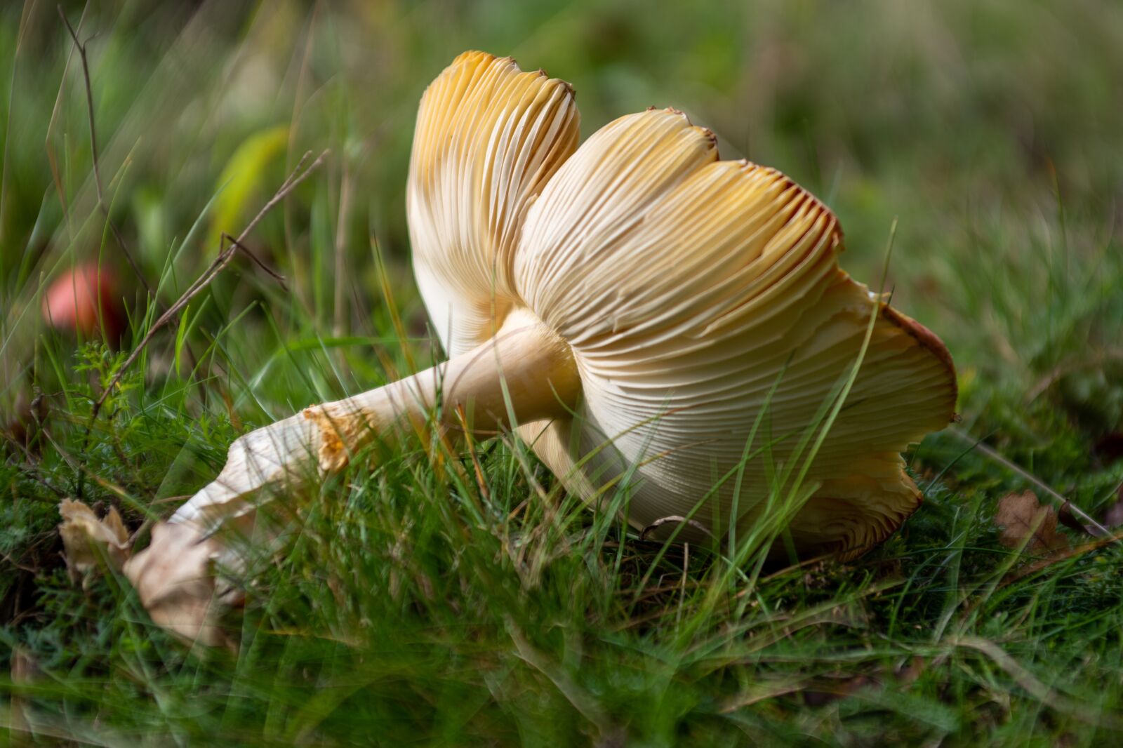 Nikon D750 sample photo. Mushroom, nature, autumn photography