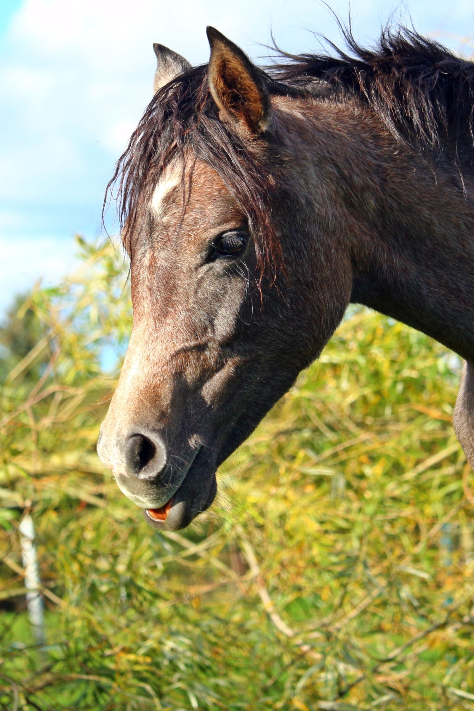 Canon EOS 100D (EOS Rebel SL1 / EOS Kiss X7) sample photo. Horse, arabs, thoroughbred arabian photography