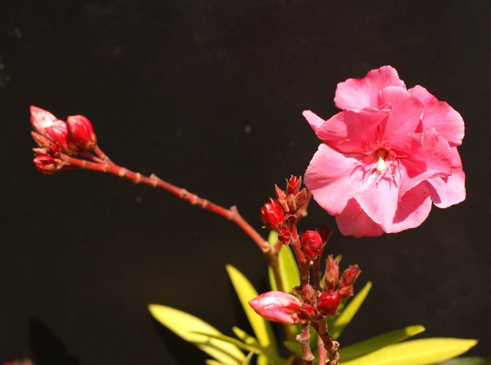 Nikon D200 sample photo. Bush, flower, oleander photography