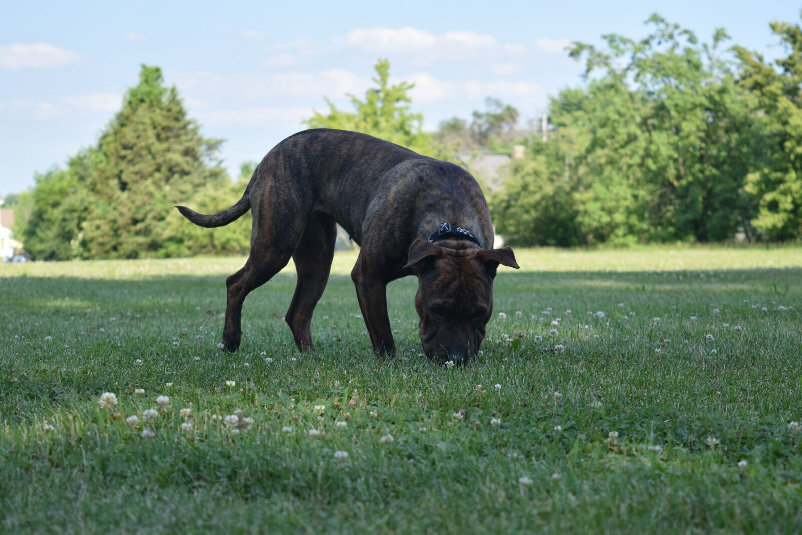 Nikon D3300 sample photo