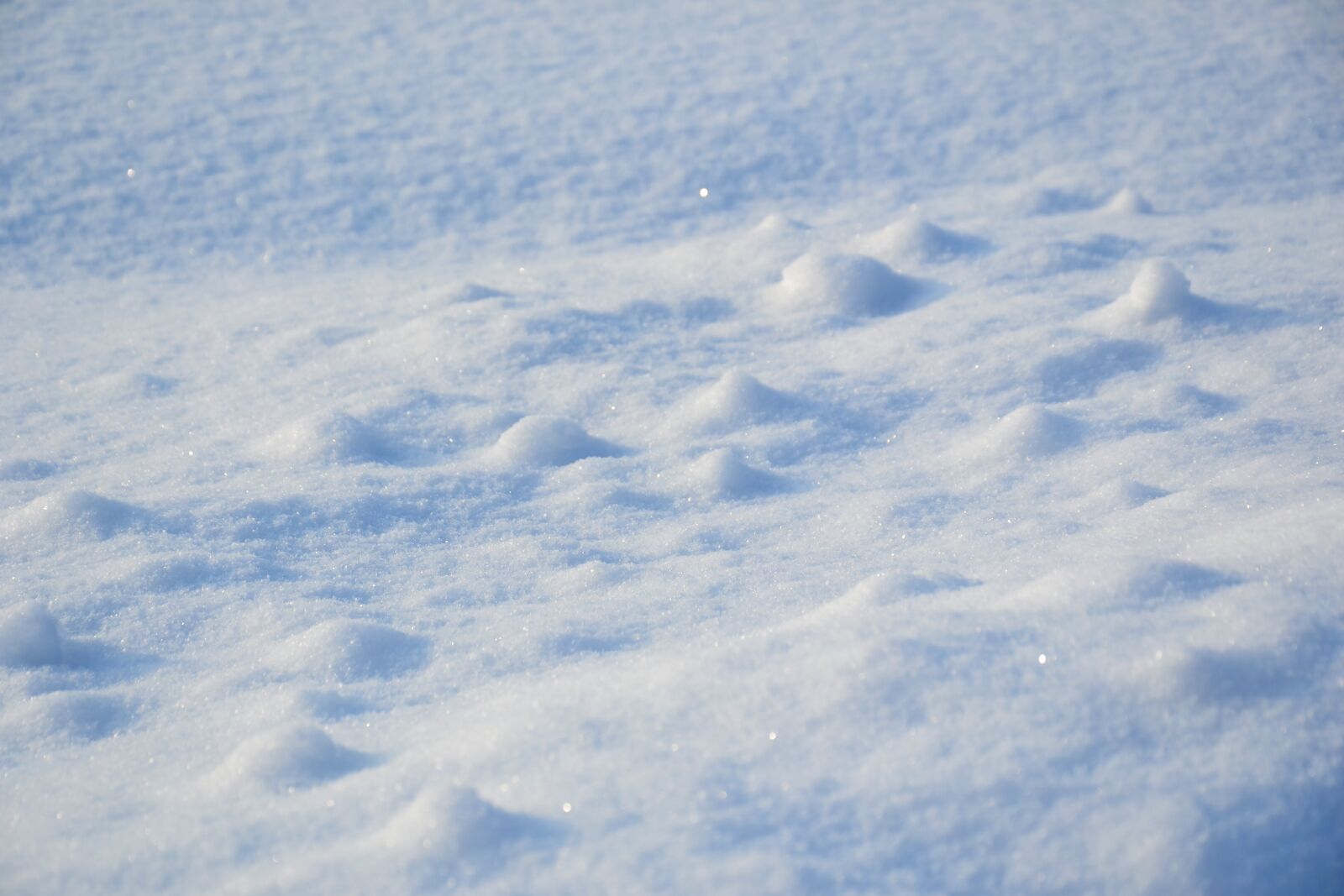 Nikon D3100 sample photo. Winter, snow, field photography