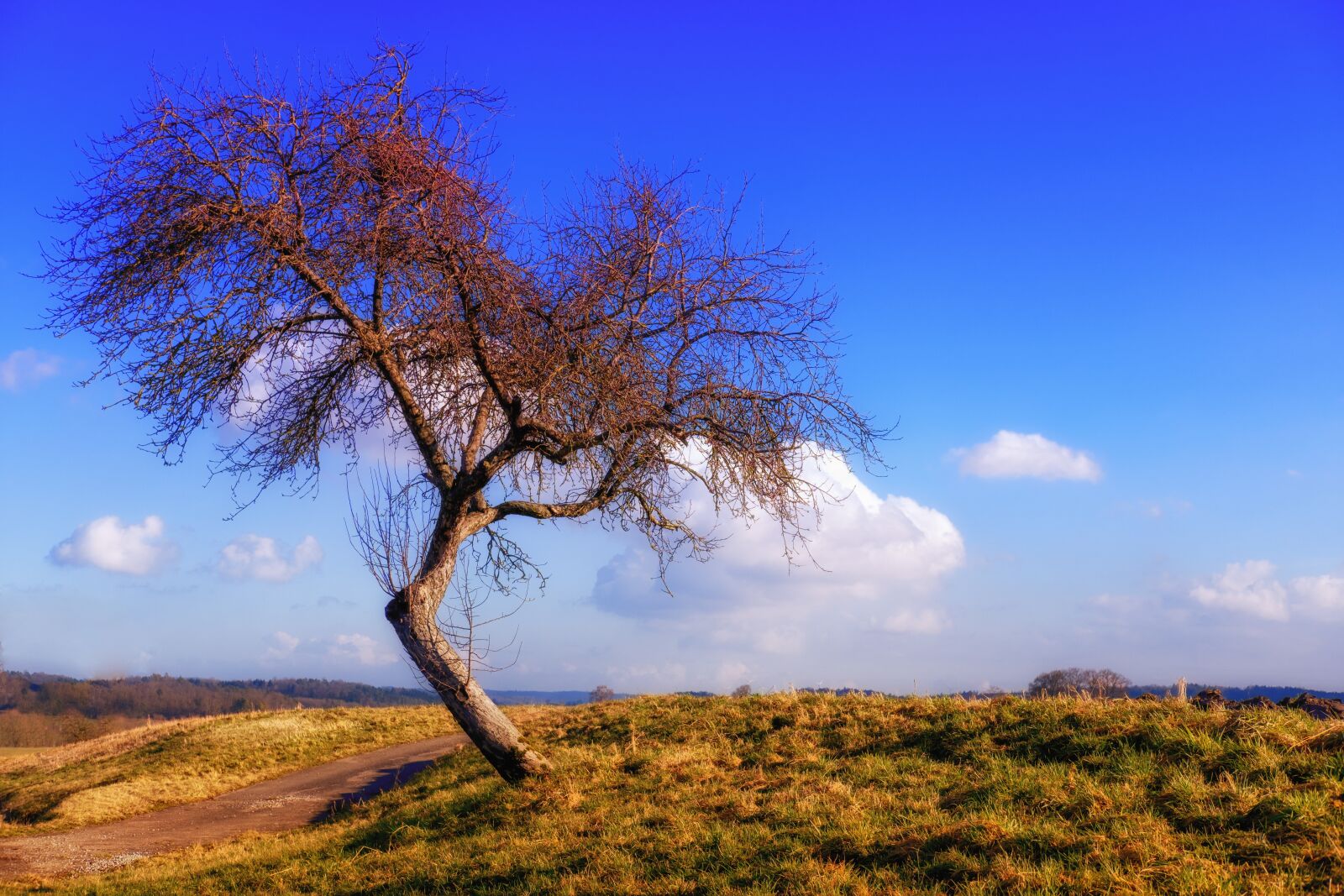 Fujifilm X-T2 + Fujifilm XF 35mm F2 R WR sample photo. Tree, kahl, bent photography