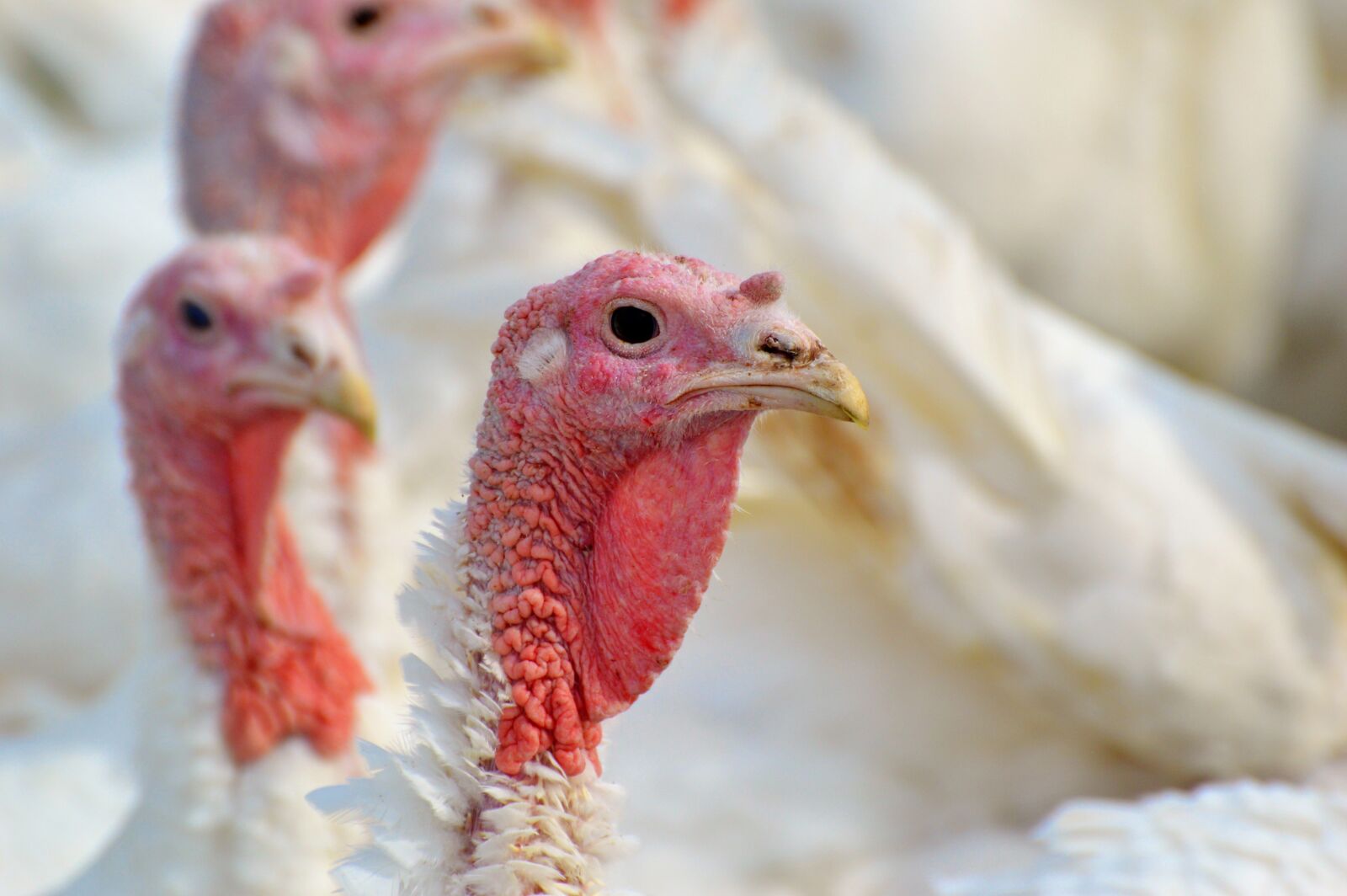 Nikon D3200 sample photo. Turkeys, birds, plumage photography
