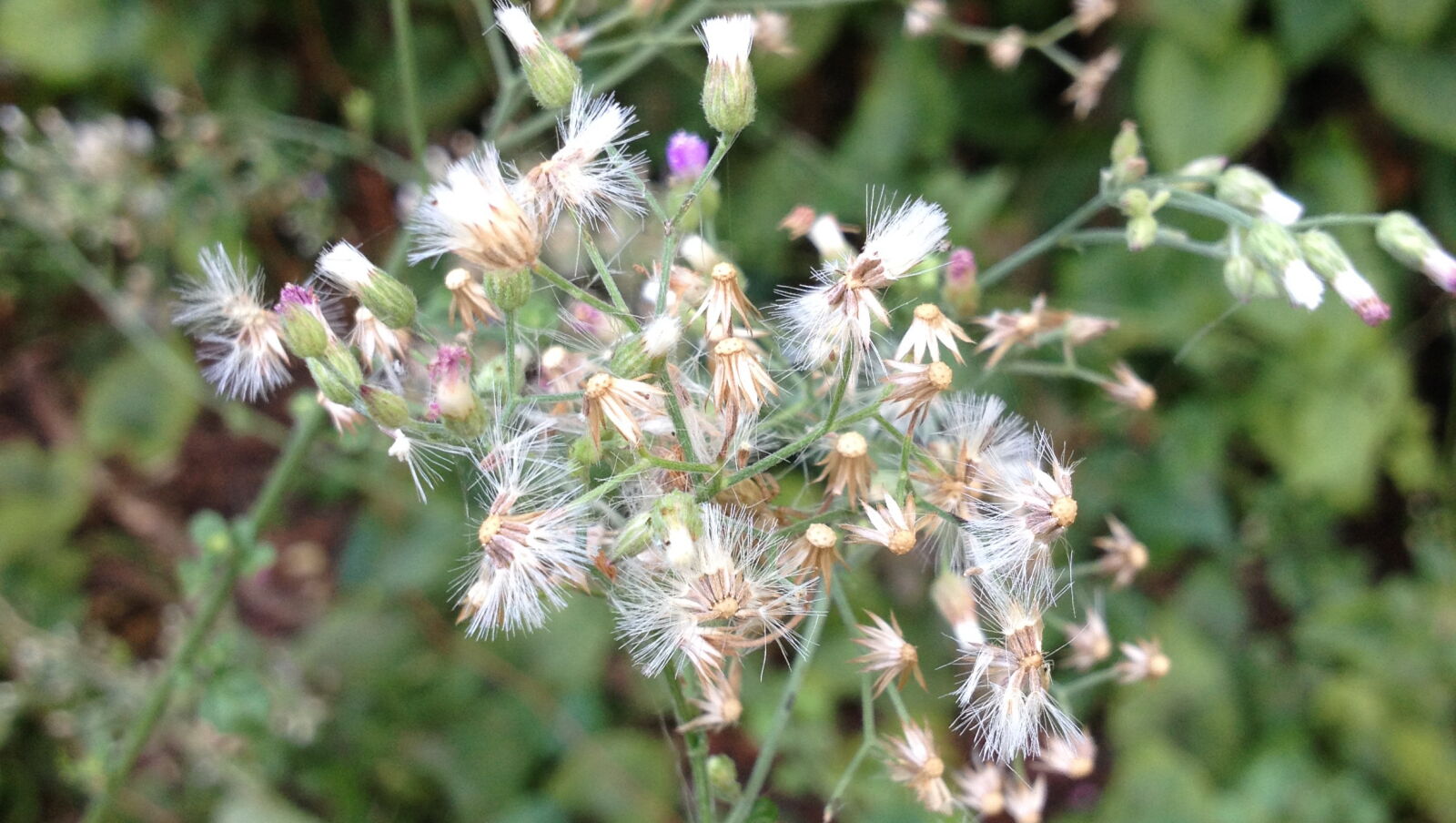 Apple iPhone 4S sample photo