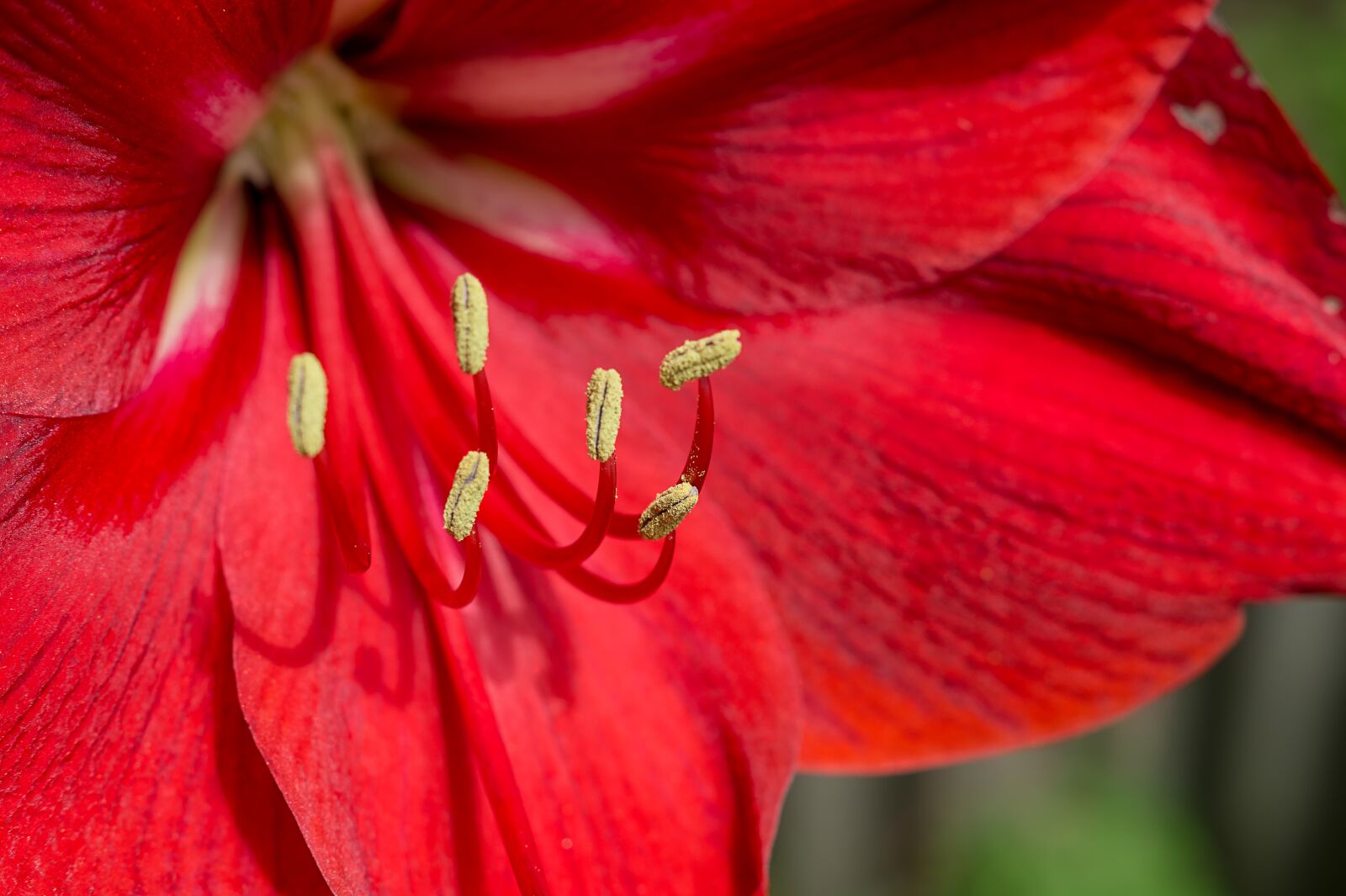 Sony SLT-A58 + Sony DT 50mm F1.8 SAM sample photo. Amaryllis, red, close up photography