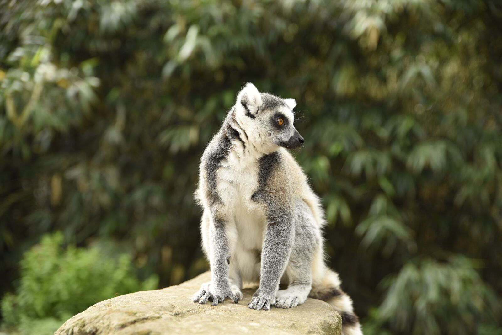 Nikon D750 sample photo. Meerkat, monkey, zoo photography