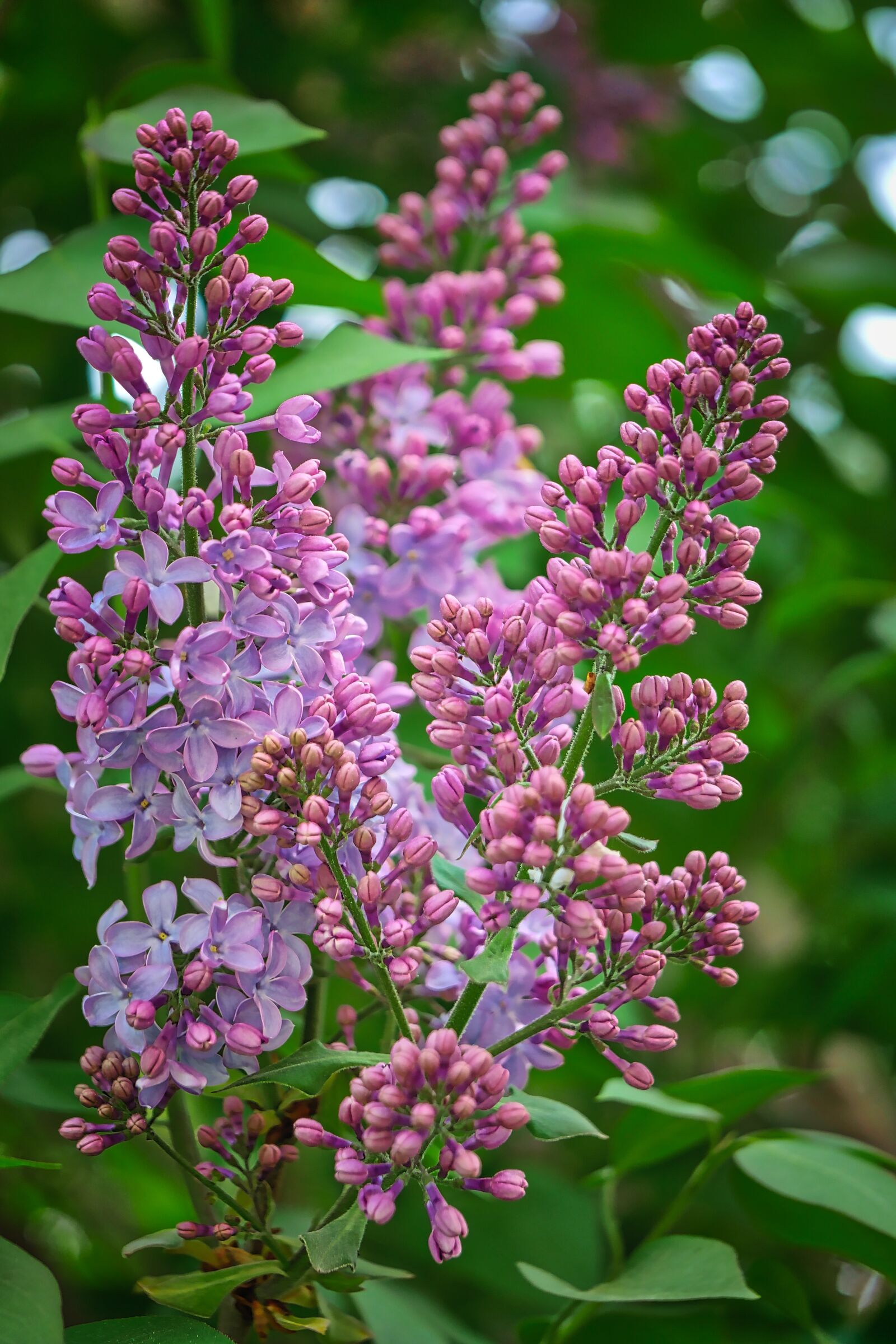 Panasonic Lumix DMC-GX8 sample photo. Flower, nature, plant photography