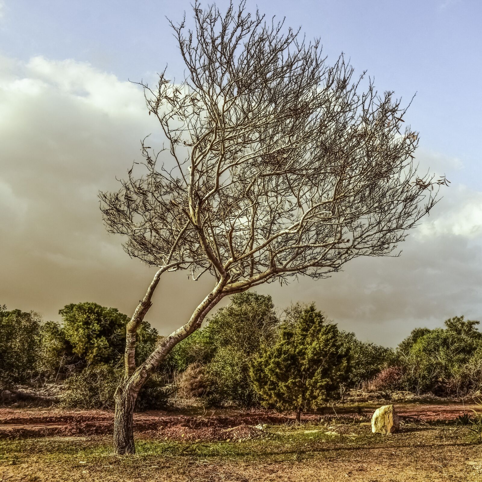 Nikon D3300 sample photo. Tree, coppice, copse photography