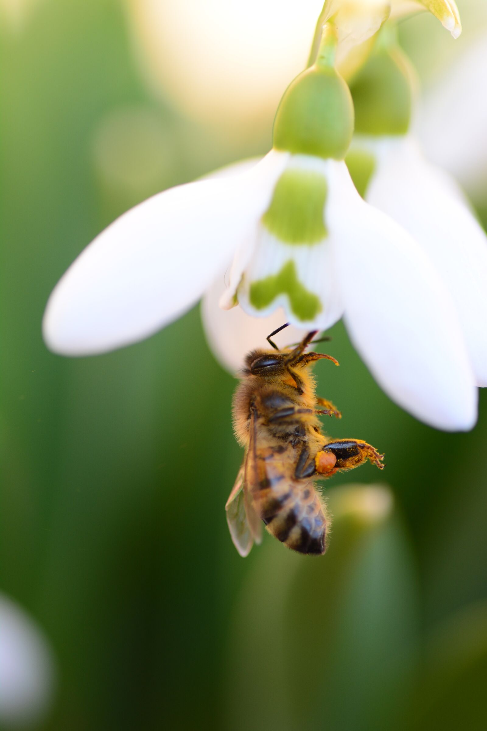 Nikon D7100 sample photo. Insect, bee, flower photography