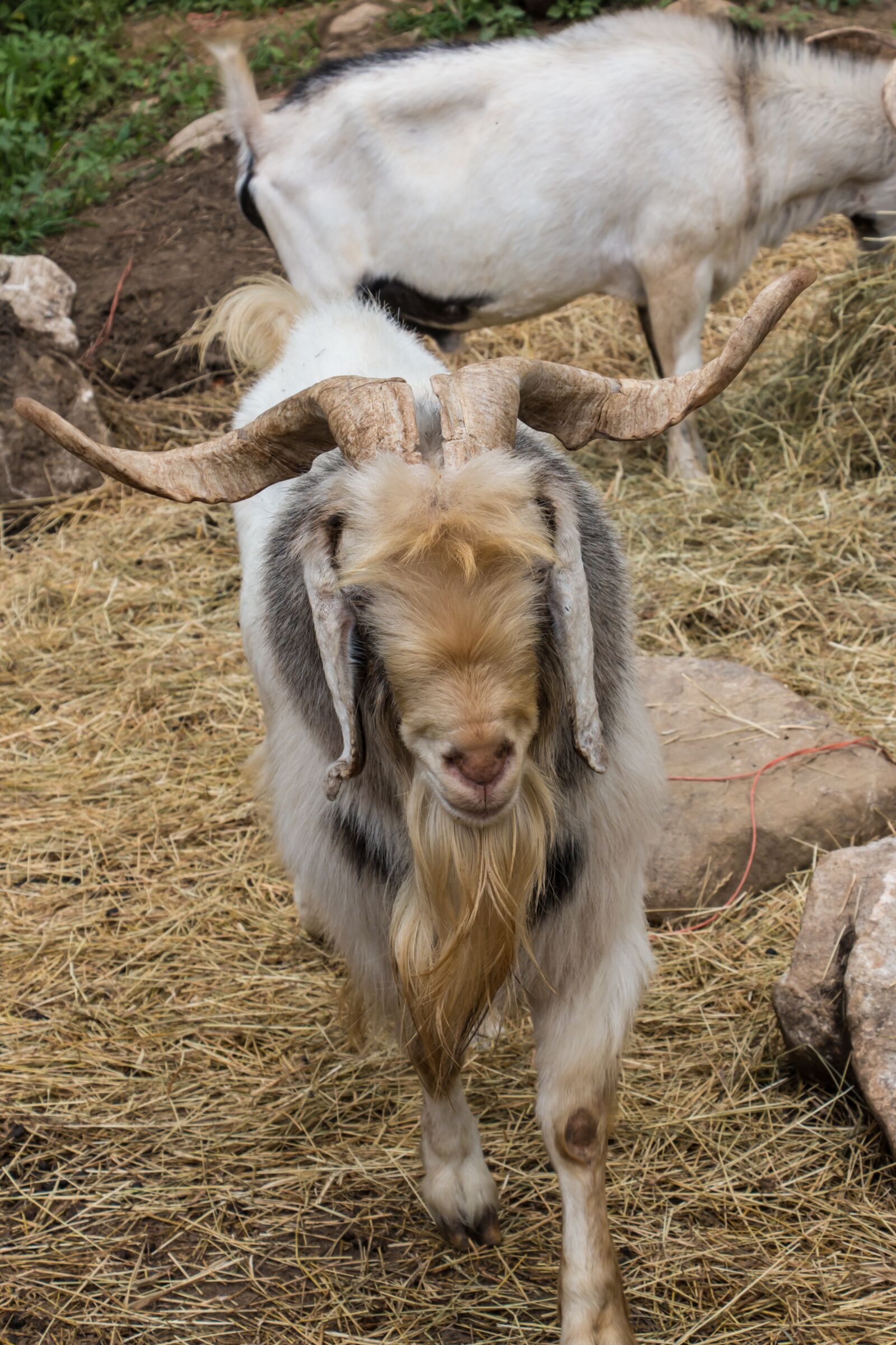 Canon EOS 70D sample photo. Goat, nature, animal photography