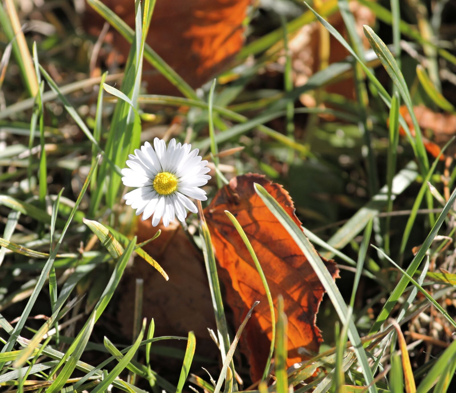 Canon EOS 1100D (EOS Rebel T3 / EOS Kiss X50) sample photo. Daisy, autumn, fall foliage photography