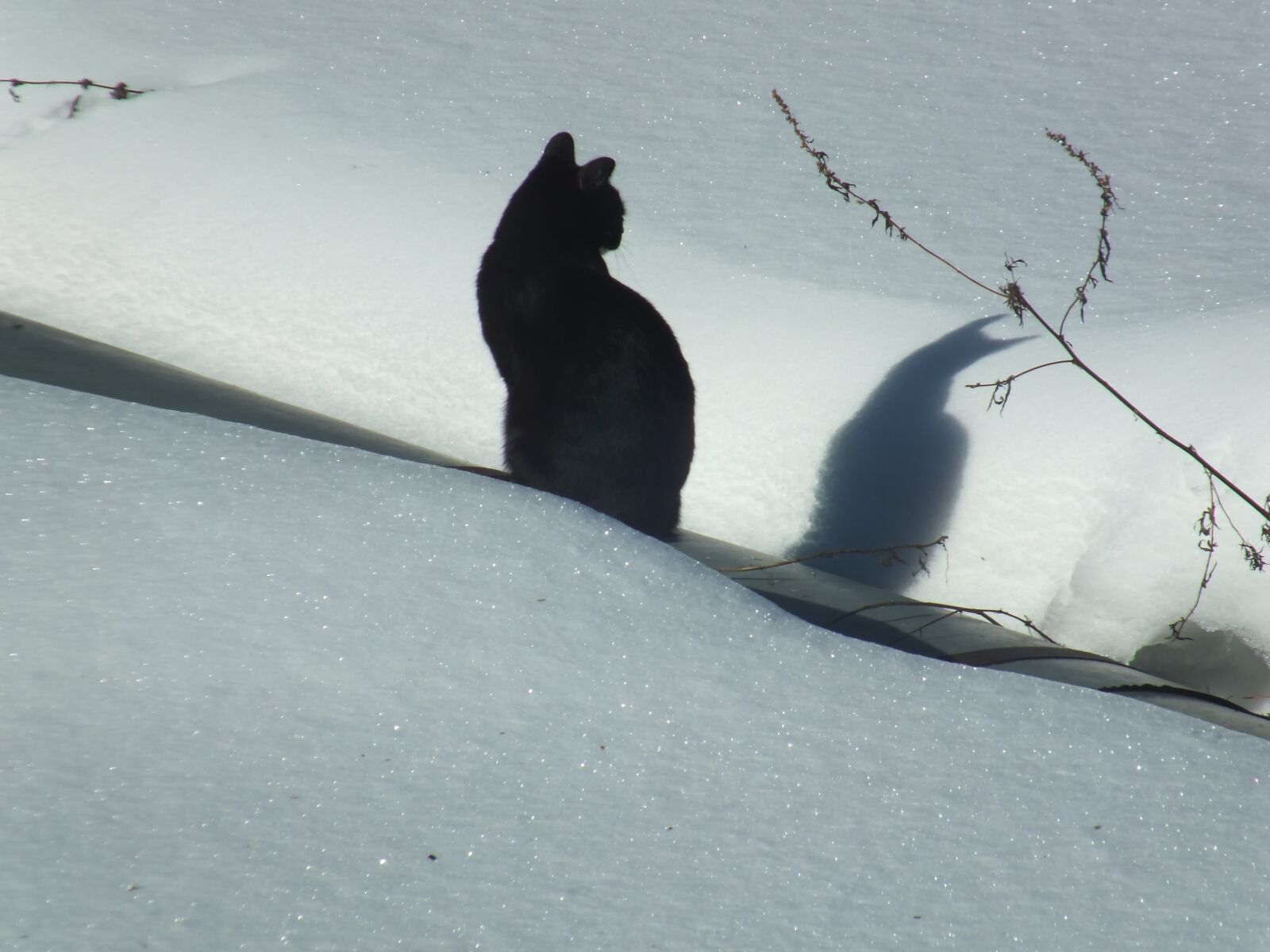 Fujifilm FinePix HS30EXR sample photo. Cat, snow, winter photography
