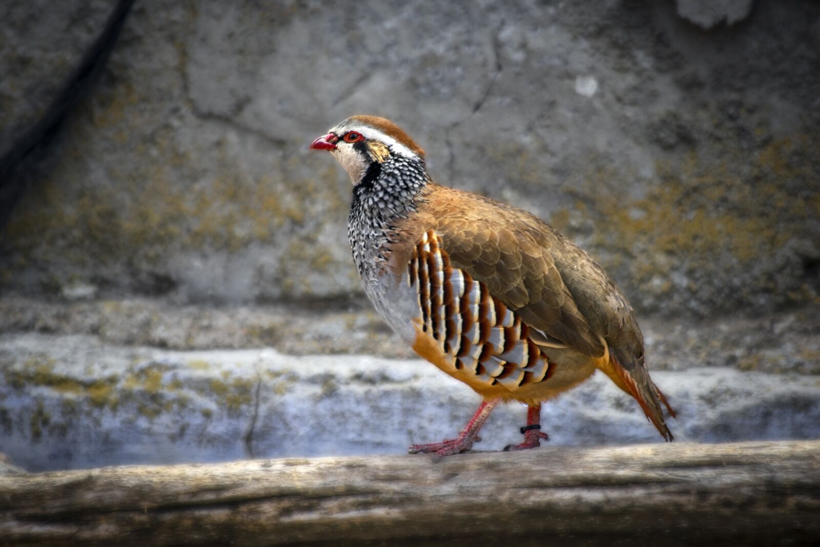 Nikon D3300 sample photo. Animal, partridge, ave photography