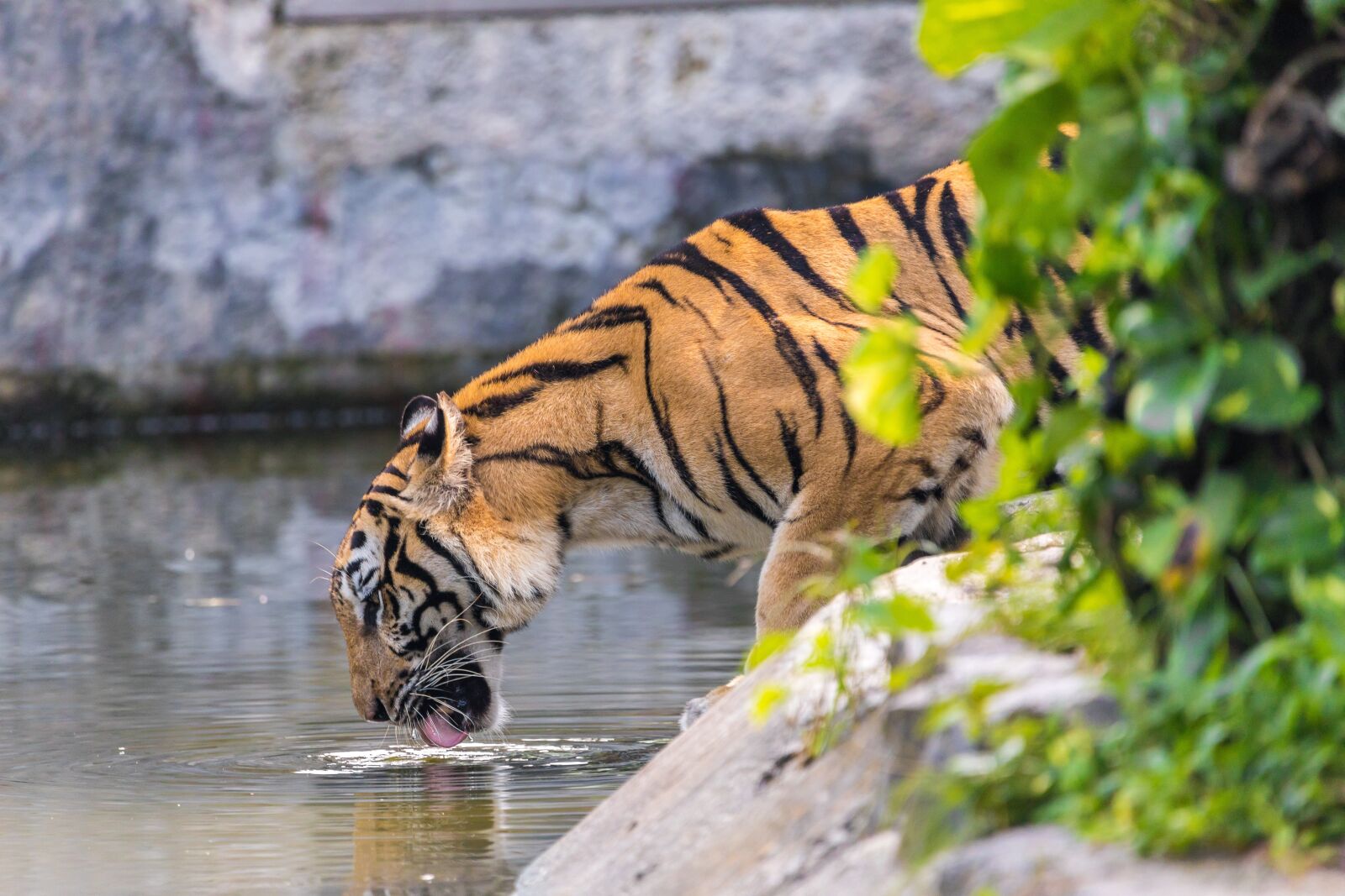 Canon EOS 5D Mark IV + 150-600mm F5-6.3 DG OS HSM | Contemporary 015 sample photo. Tiger, drink, asian tiger photography