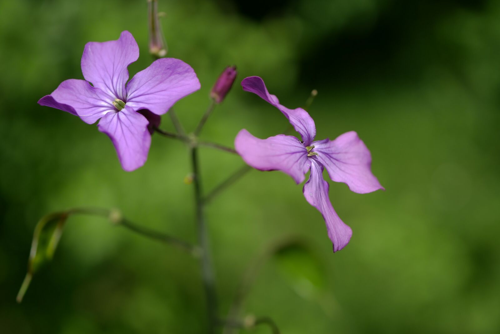 Panasonic DMC-G70 sample photo. Flower, garden, summer photography