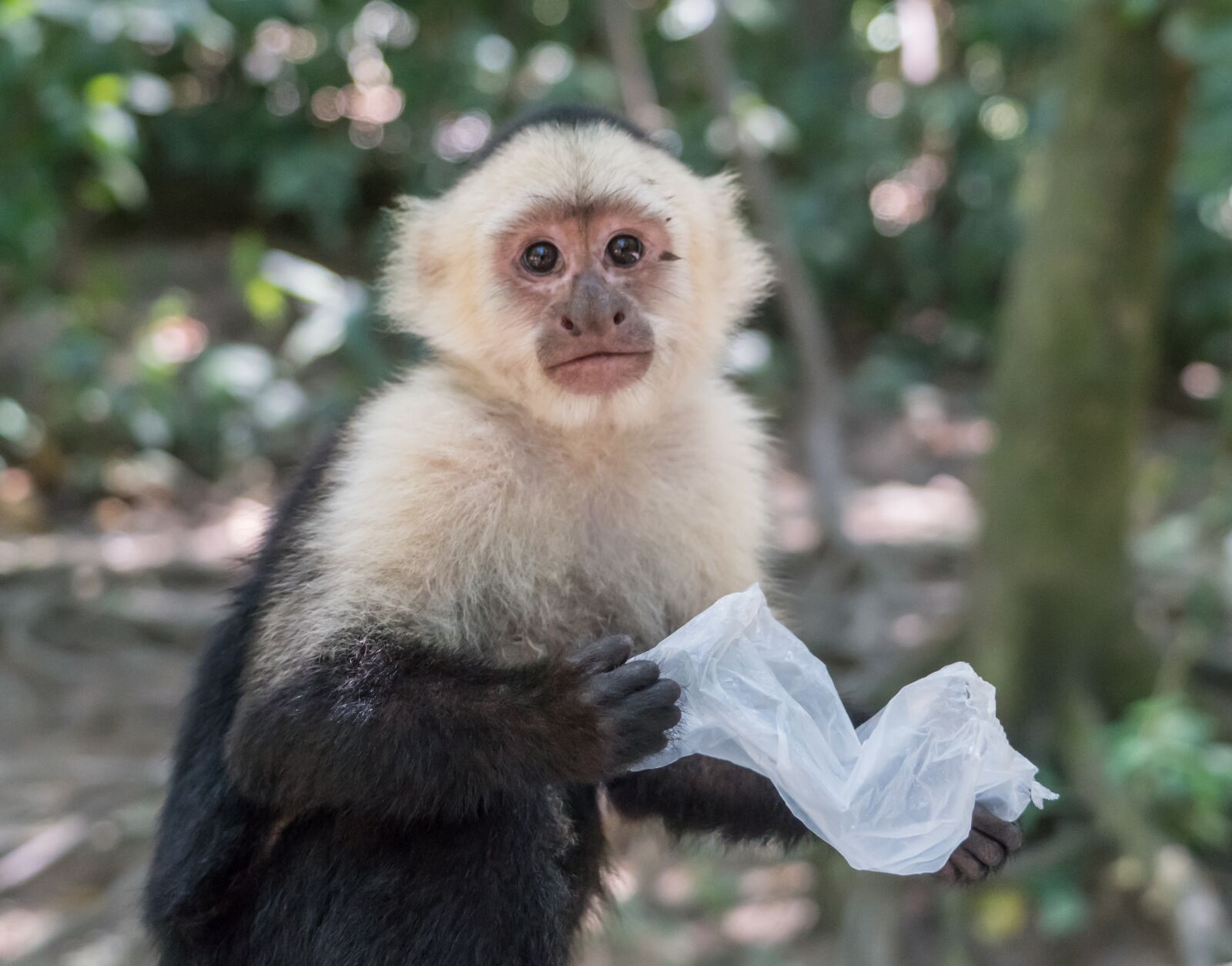 Sony a7R II + Sony FE 24-240mm F3.5-6.3 OSS sample photo. White-headed capuchin, monkey, mammal photography