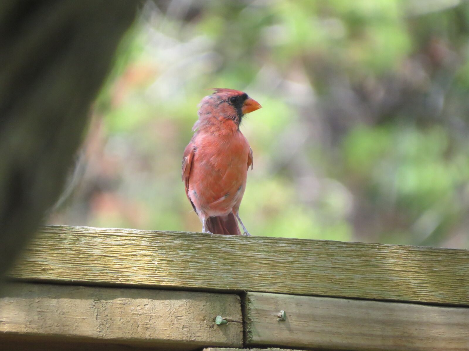 Canon PowerShot SX50 HS sample photo. Bird, red, wildlife photography