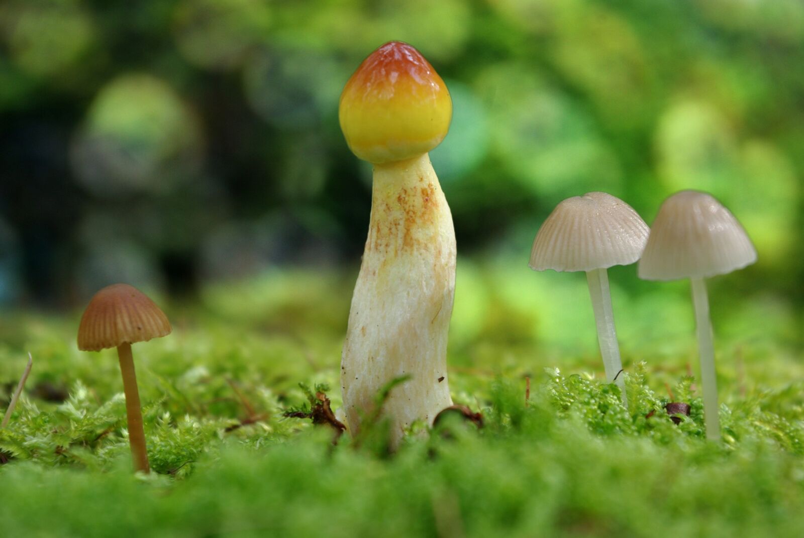 Pentax K-m (K2000) sample photo. Mushroom, forest, toxic photography