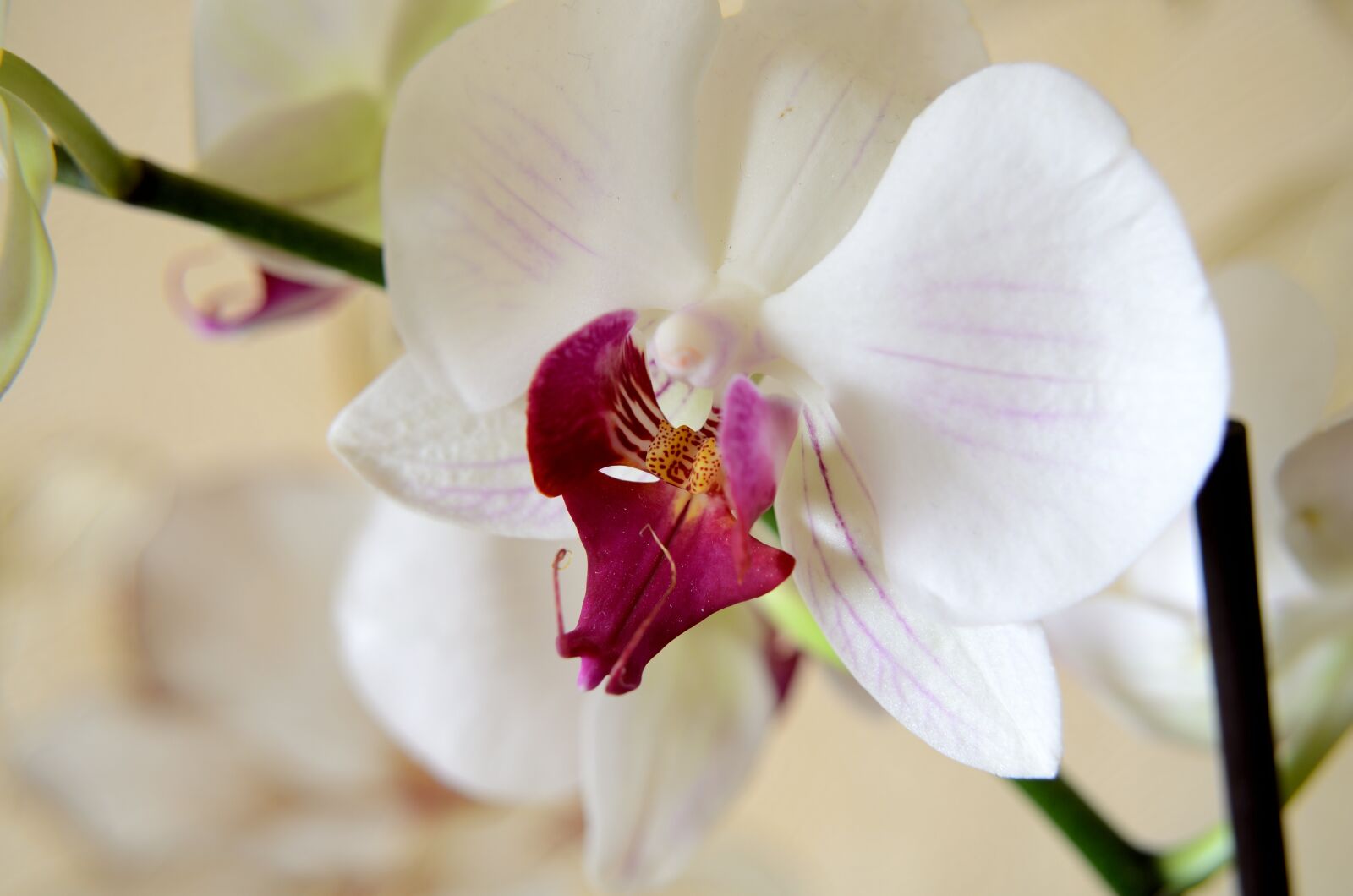 Nikon D5100 sample photo. Flora, orchid, white photography