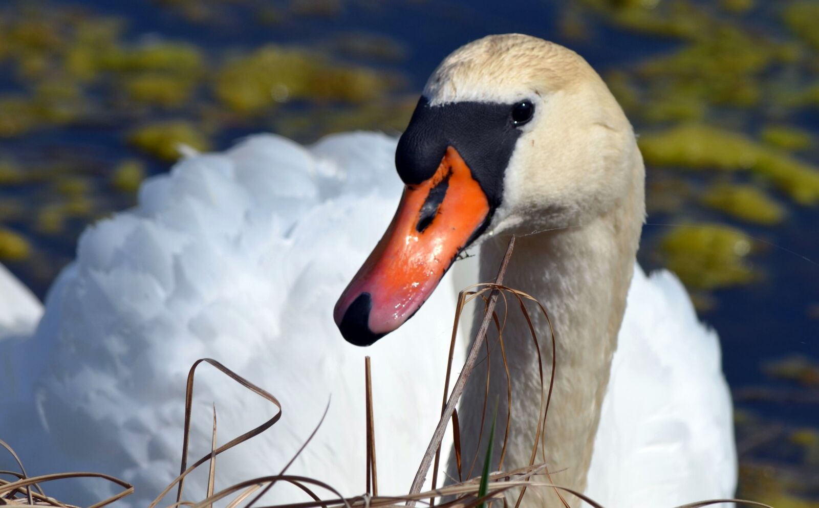 Nikon D5100 sample photo. Swan, close up, animal photography