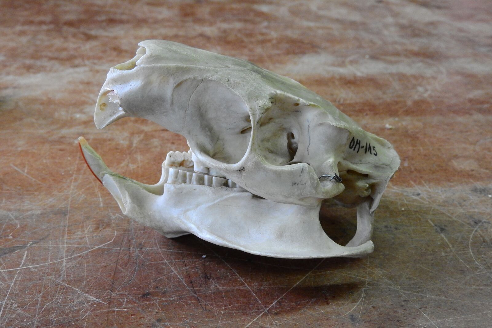 Nikon Coolpix P610 sample photo. Skull, skeleton, teeth photography