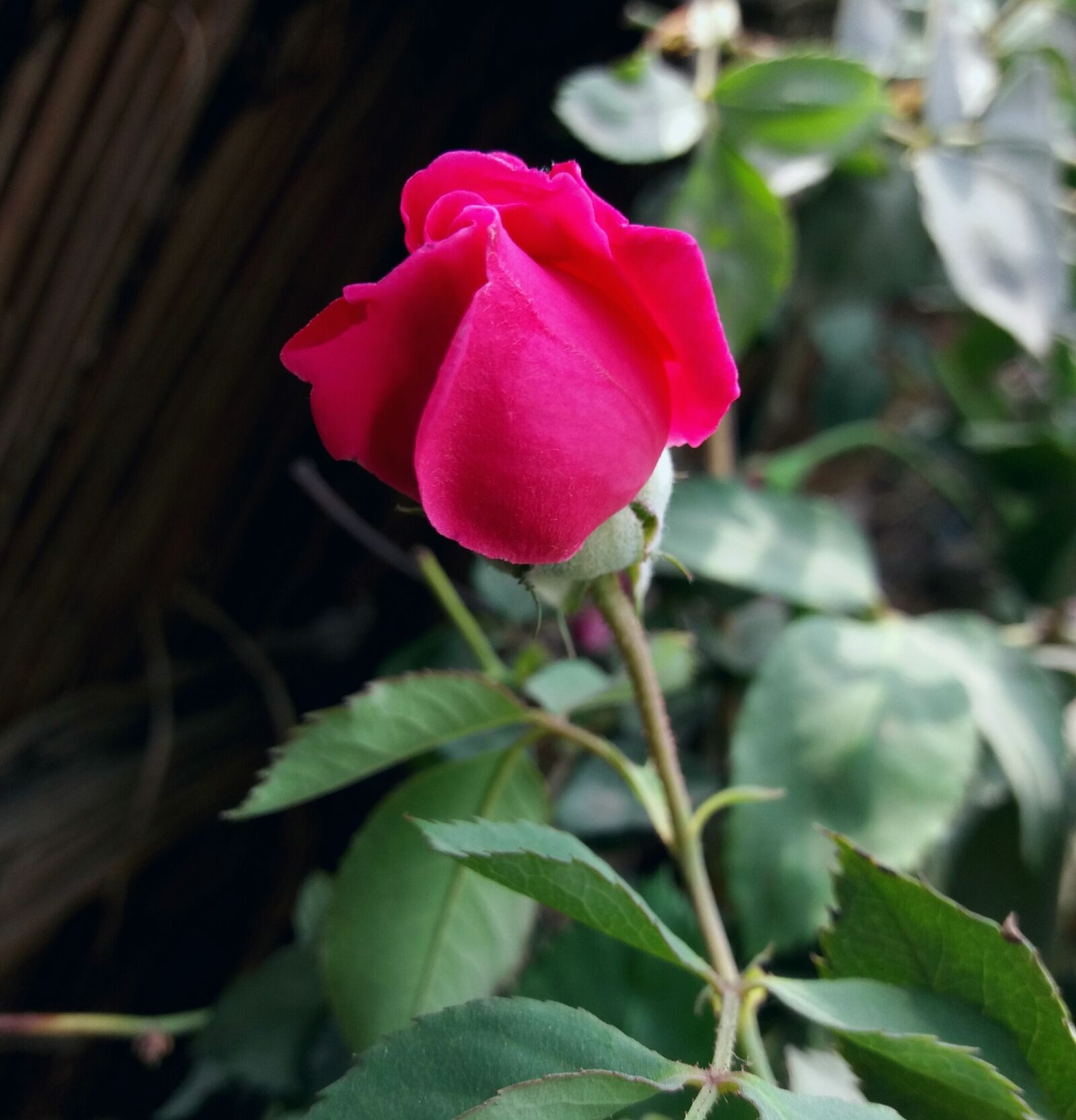 Samsung Galaxy J5 sample photo. Flower, flora, nature photography