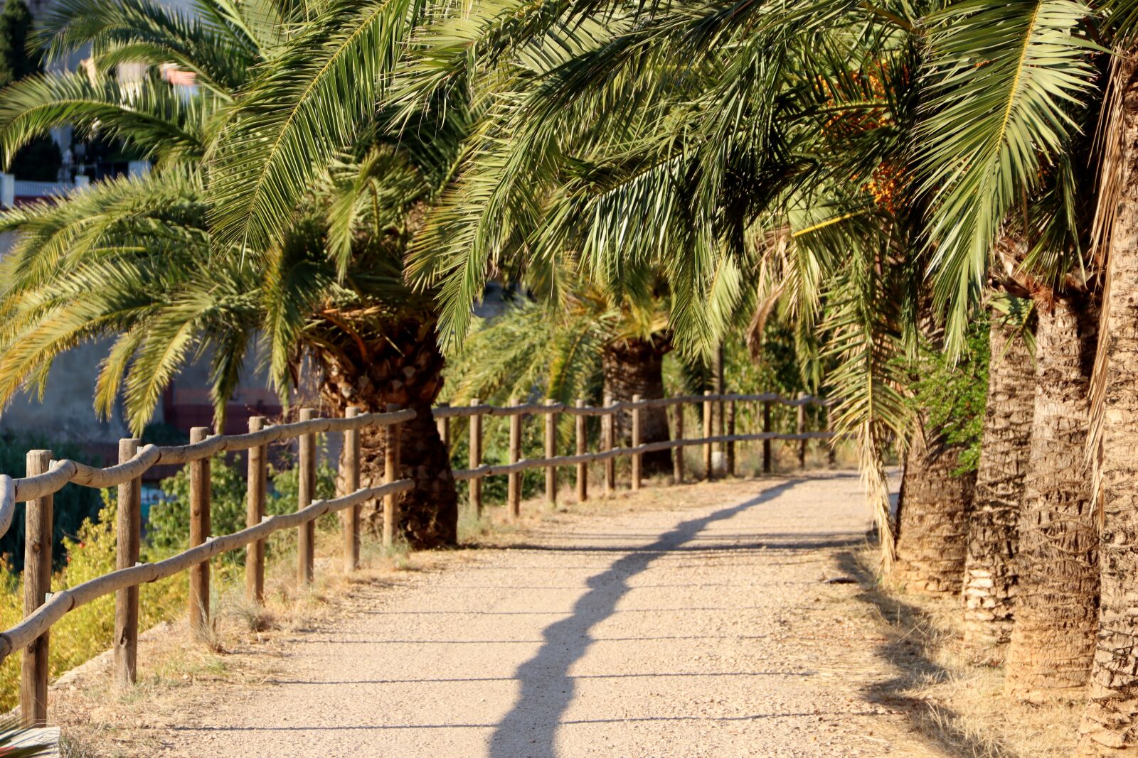 Canon EF-S 18-135mm F3.5-5.6 IS sample photo. Path, palm tree, nature photography
