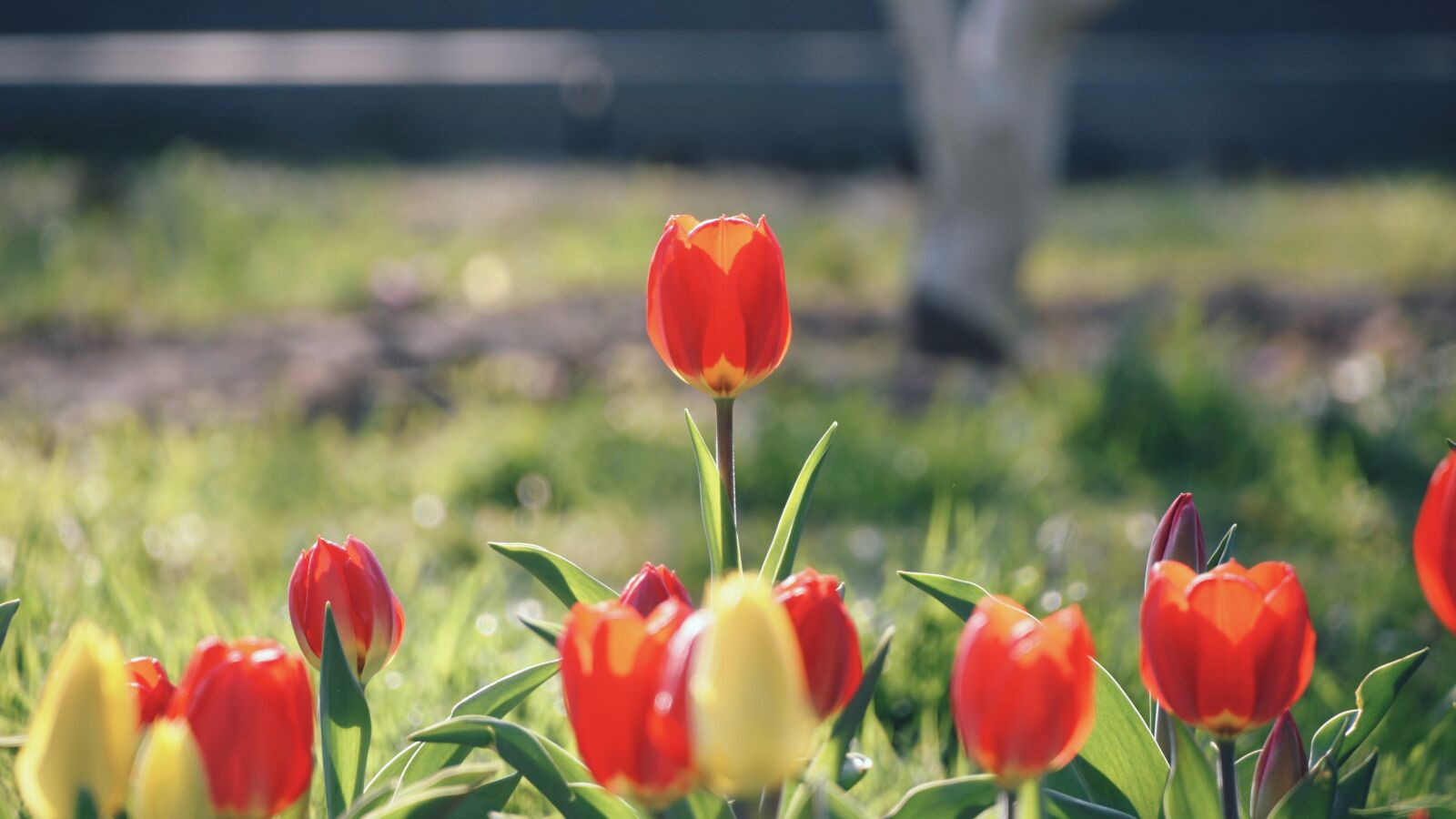 Nikon D7200 sample photo. Flower, spring, tulip photography