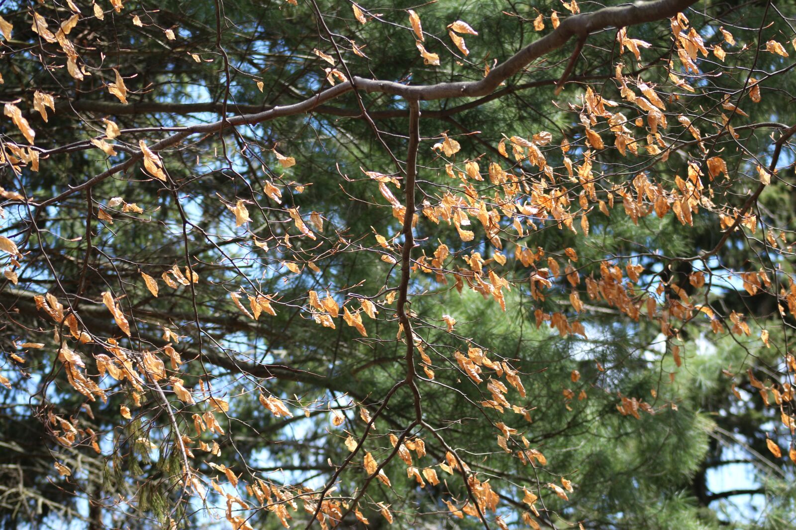 Canon EOS 700D (EOS Rebel T5i / EOS Kiss X7i) sample photo. Nature, tree, foliage photography