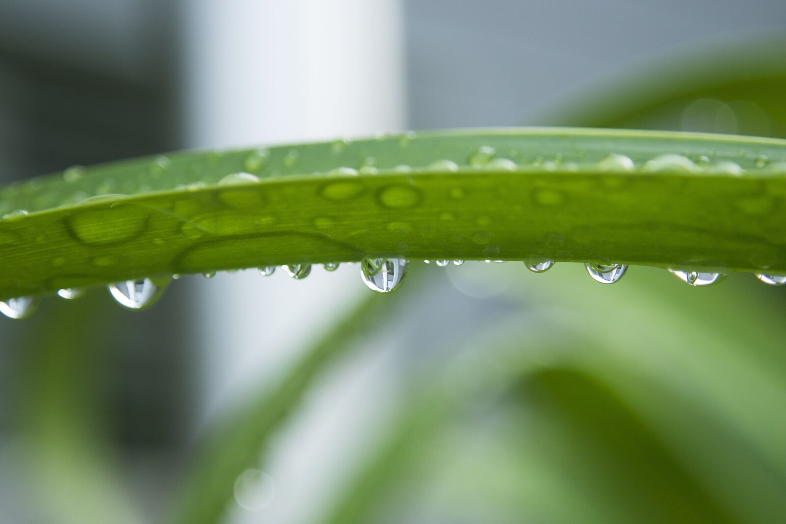 Nikon D7200 sample photo. Drip, raindrop, green plant photography