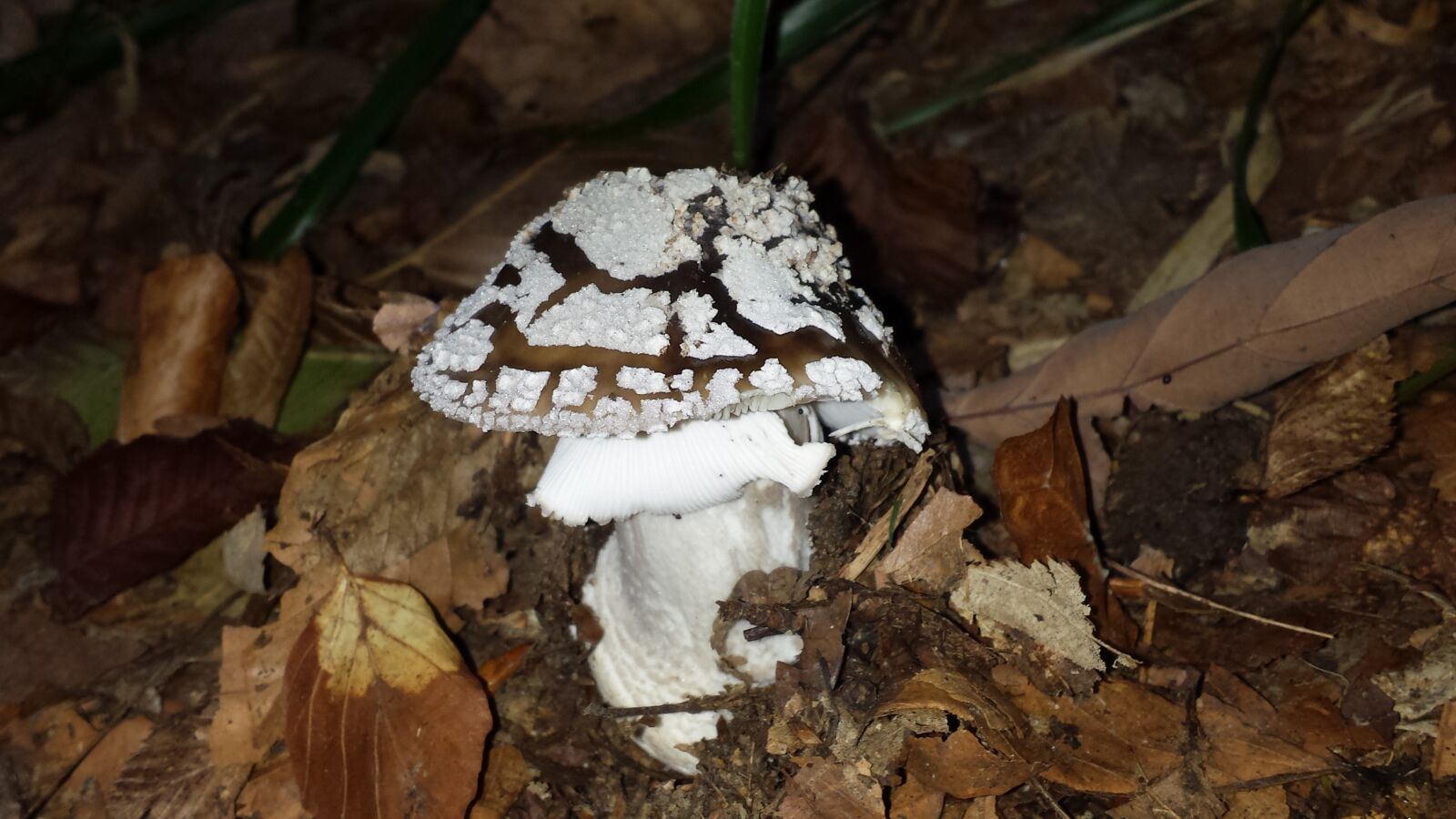 Samsung Galaxy S4 sample photo. Mushroom, autumn, nature photography