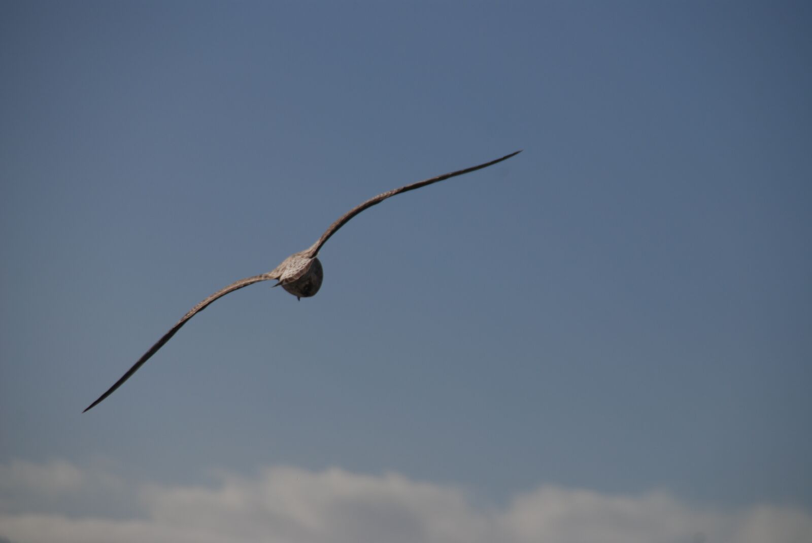 Nikon D80 sample photo. Seagull, peace, freedom photography