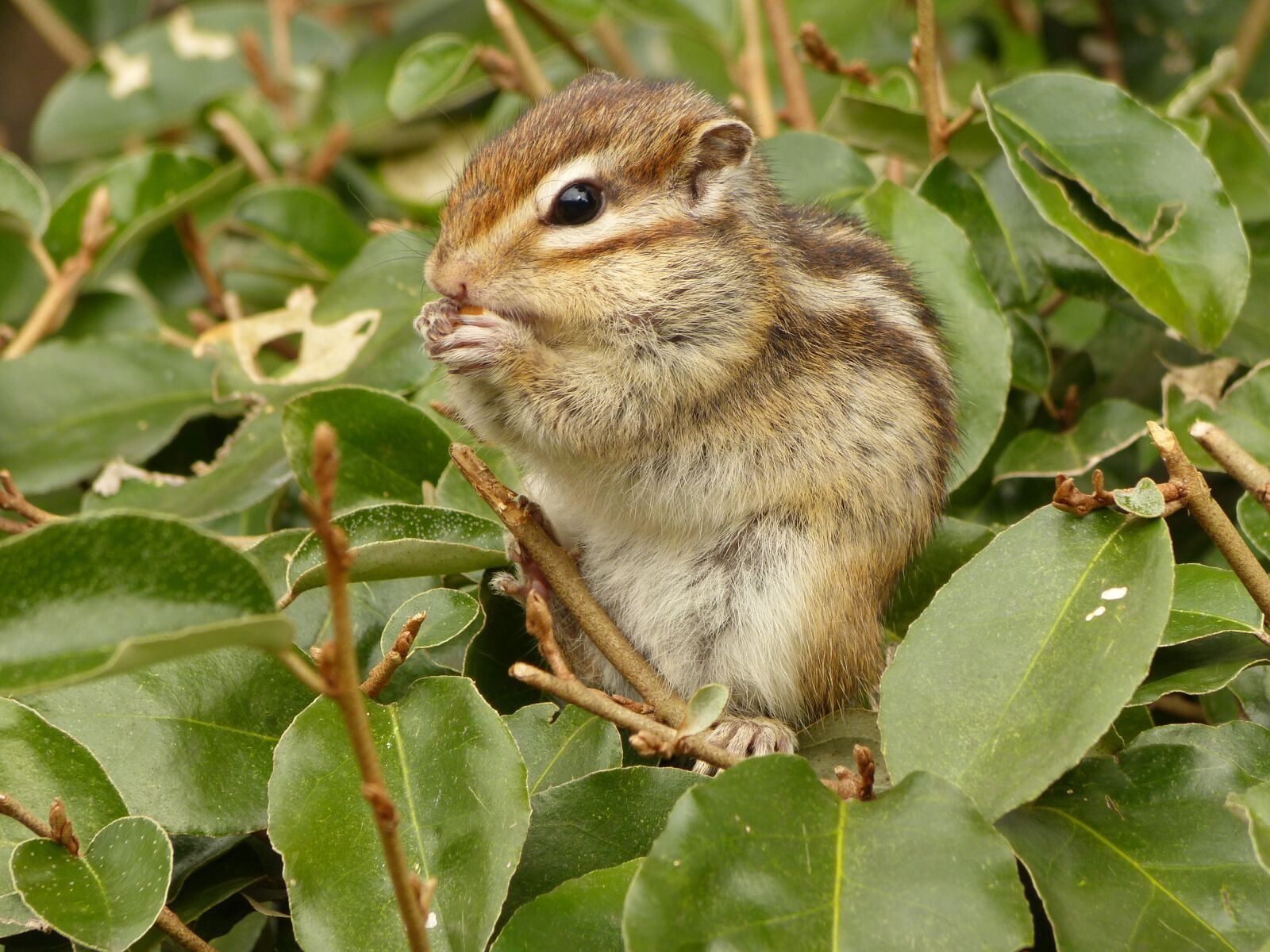 Panasonic Lumix DMC-FZ150 sample photo. Animal, squirrel, patrol photography