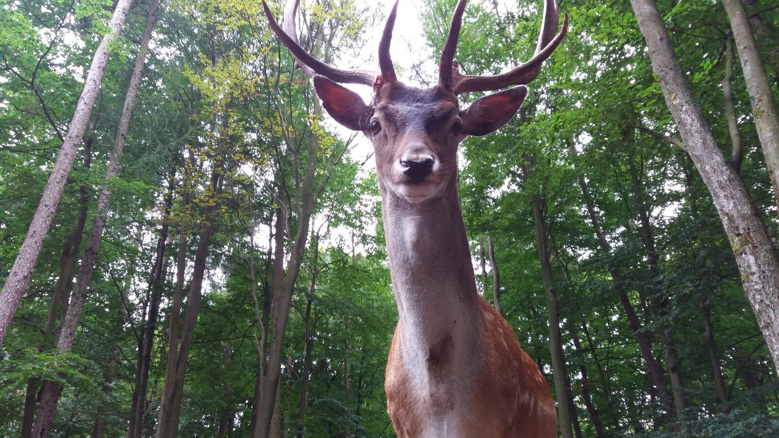 Samsung Galaxy J5 sample photo. Deer, forrest photography