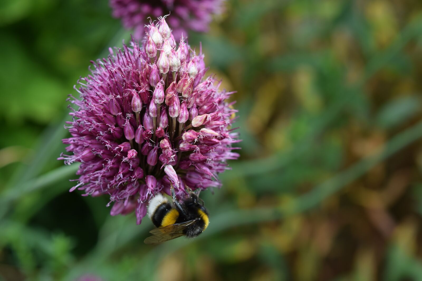 Nikon D3300 sample photo. Bee, flower, garden photography
