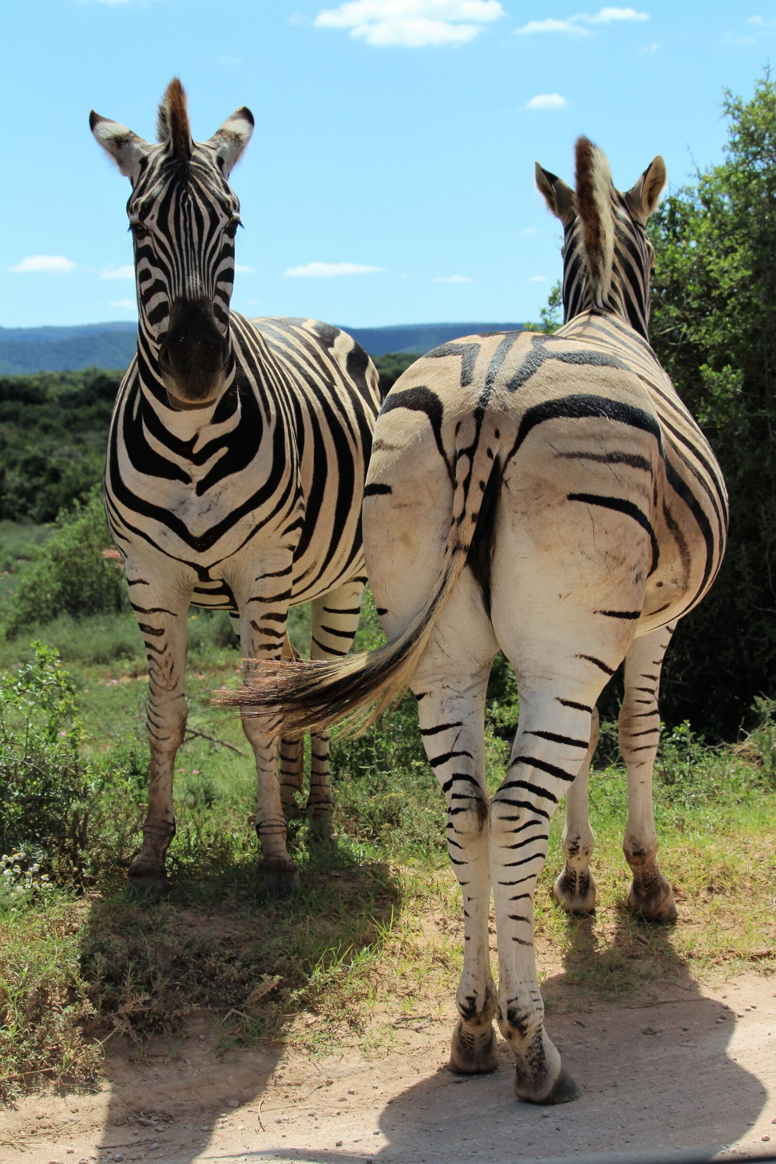 Canon EF-S 55-250mm F4-5.6 IS STM sample photo. Africa, south africa, national photography