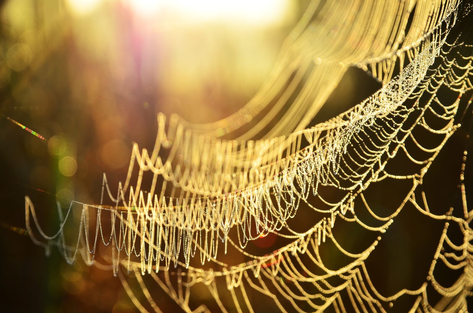 Nikon D7000 sample photo. Sun, morning, in the photography