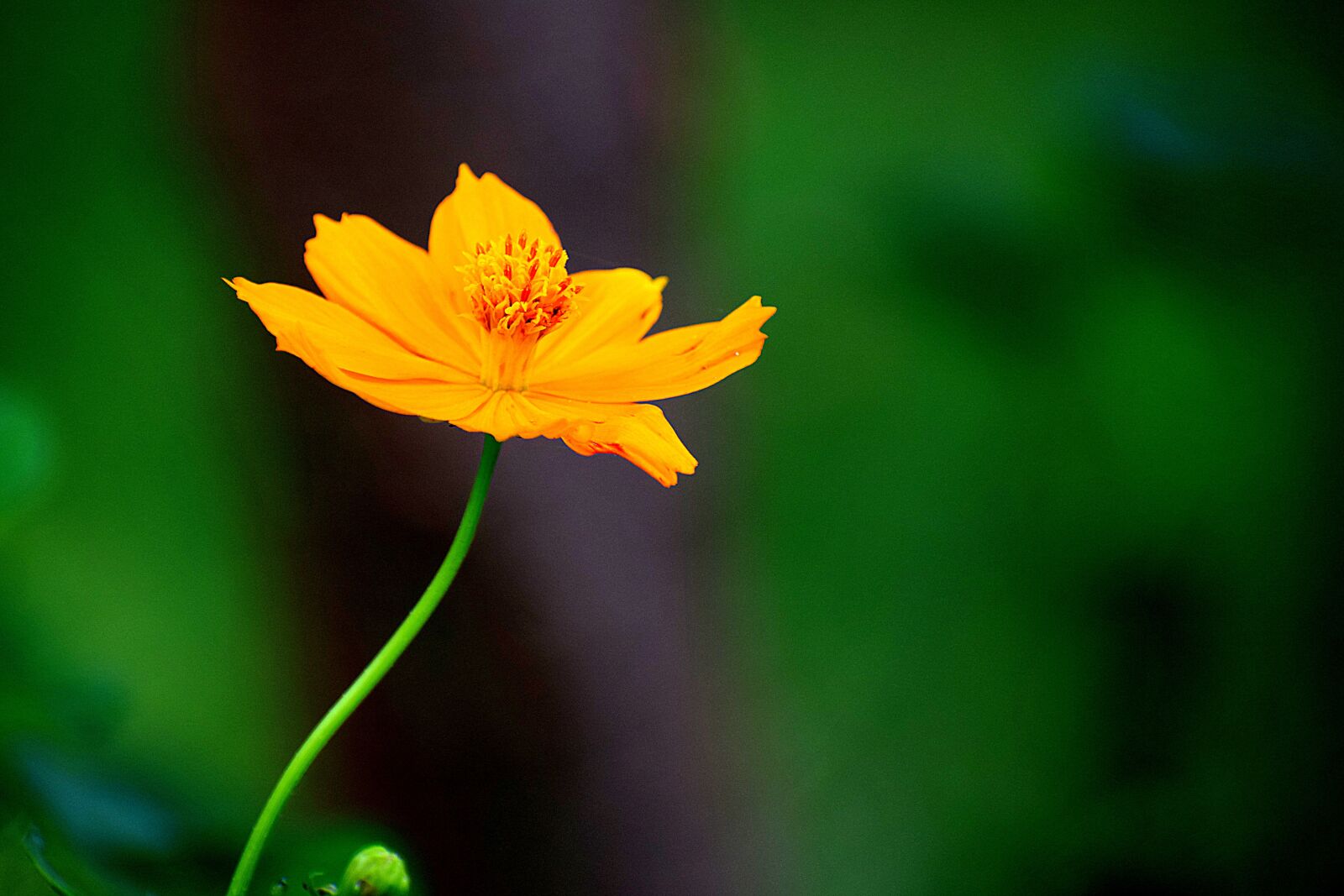 Nikon D3300 sample photo. Nature, flower, yellow photography