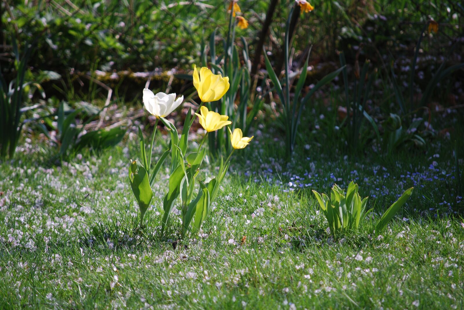 Nikon D60 sample photo. Nature, flower, plant photography