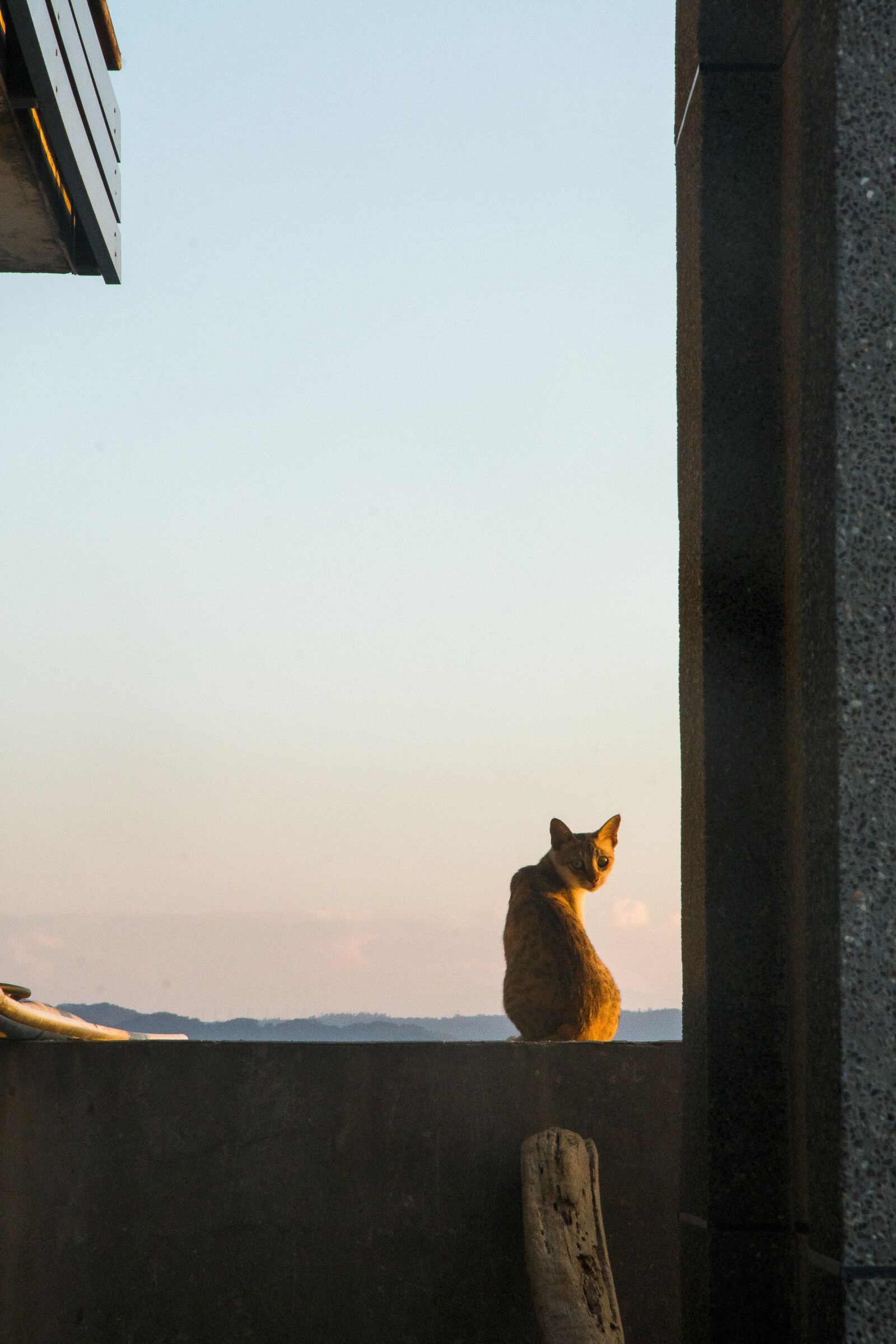 Canon EOS 70D + Canon EF-S 15-85mm F3.5-5.6 IS USM sample photo. Cat, grudges, looking back photography
