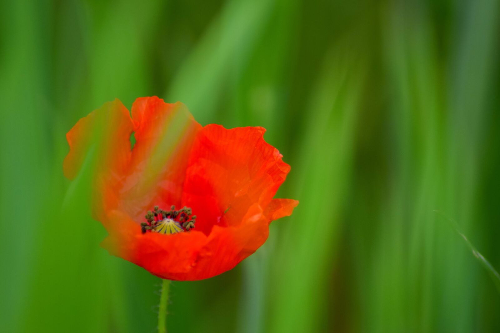 Nikon D5300 sample photo. Red, poppy, grass photography