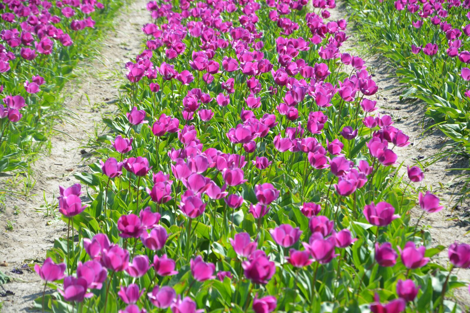 Nikon D5200 sample photo. Flowers, tulips, fields of photography