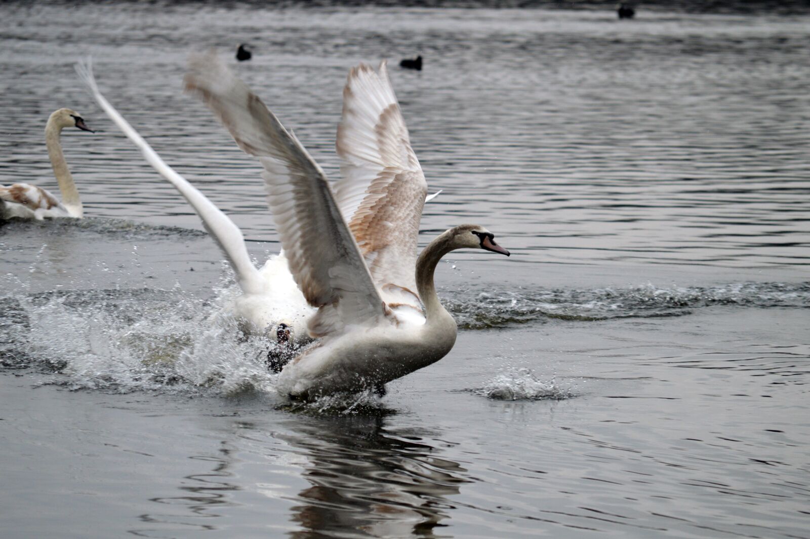 Nikon D3200 sample photo. Swan, lake, water photography