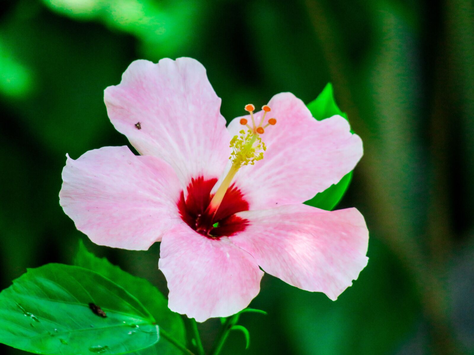 Canon PowerShot G3 X sample photo. Plant, nature, flower photography