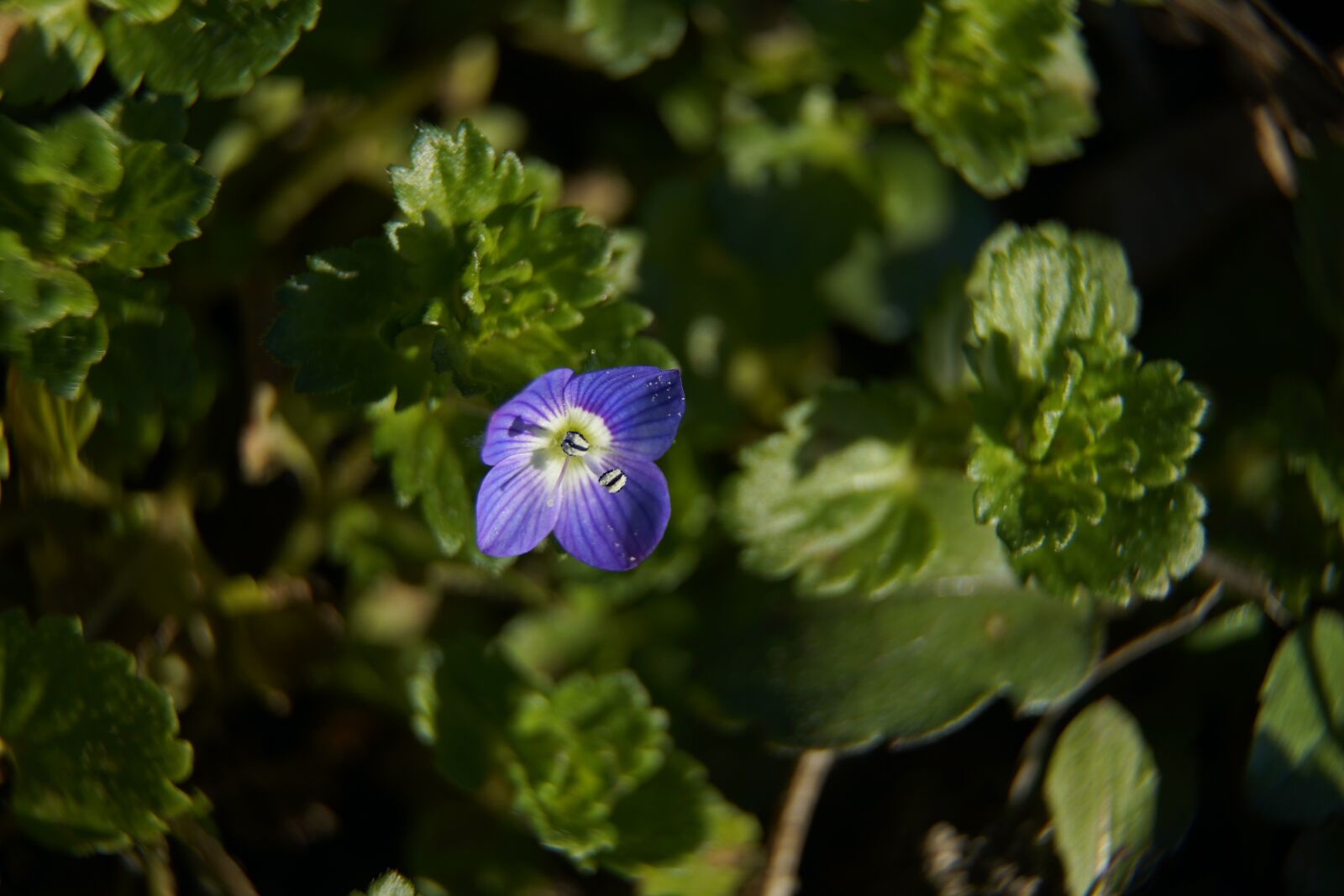 Sony a7R II + Sony E PZ 18-105mm F4 G OSS sample photo. Veronica, blue, flower photography