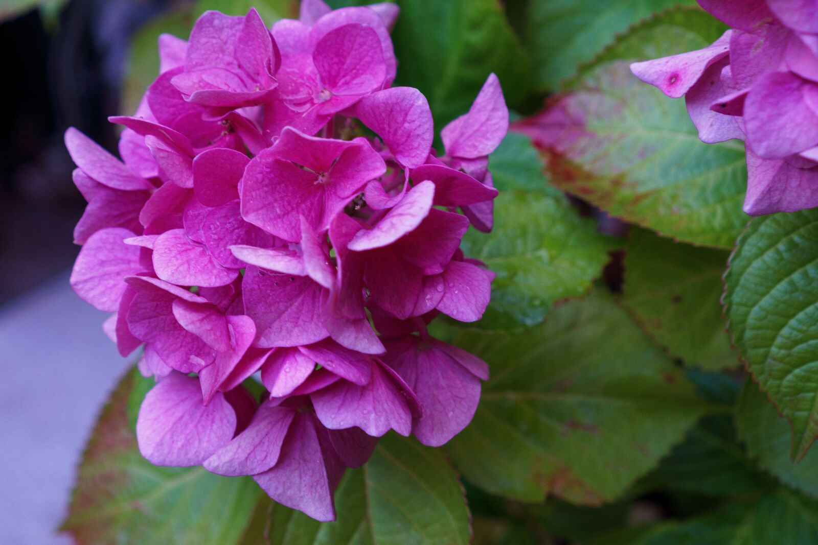Sony a6000 + Sony E 35mm F1.8 OSS sample photo. Flowers, garden, nature photography