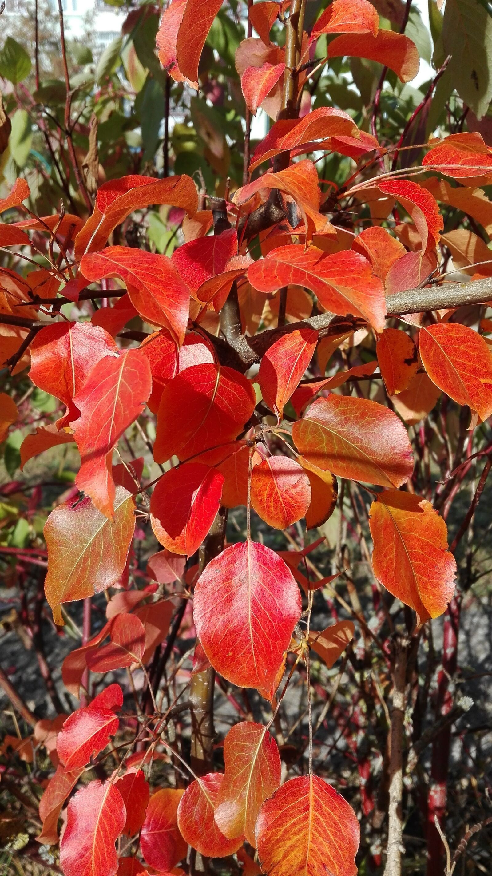 HUAWEI Cherry Mini sample photo. Foliage, autumn, red photography