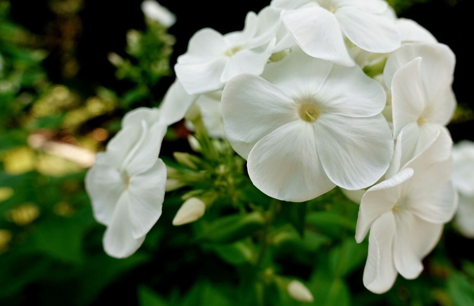 Sony DSC-RX100M5 sample photo. Flower, white, summer photography