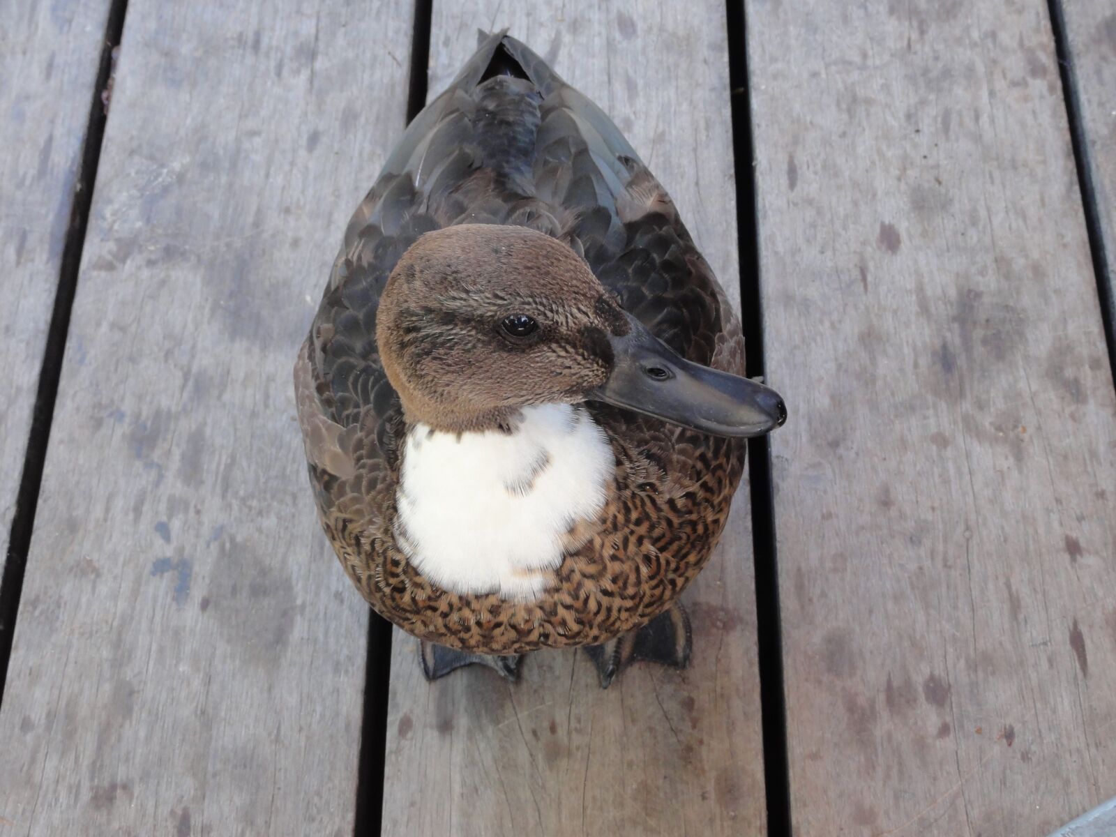 Sony DSC-HX5V sample photo. Duck, animals, quack photography
