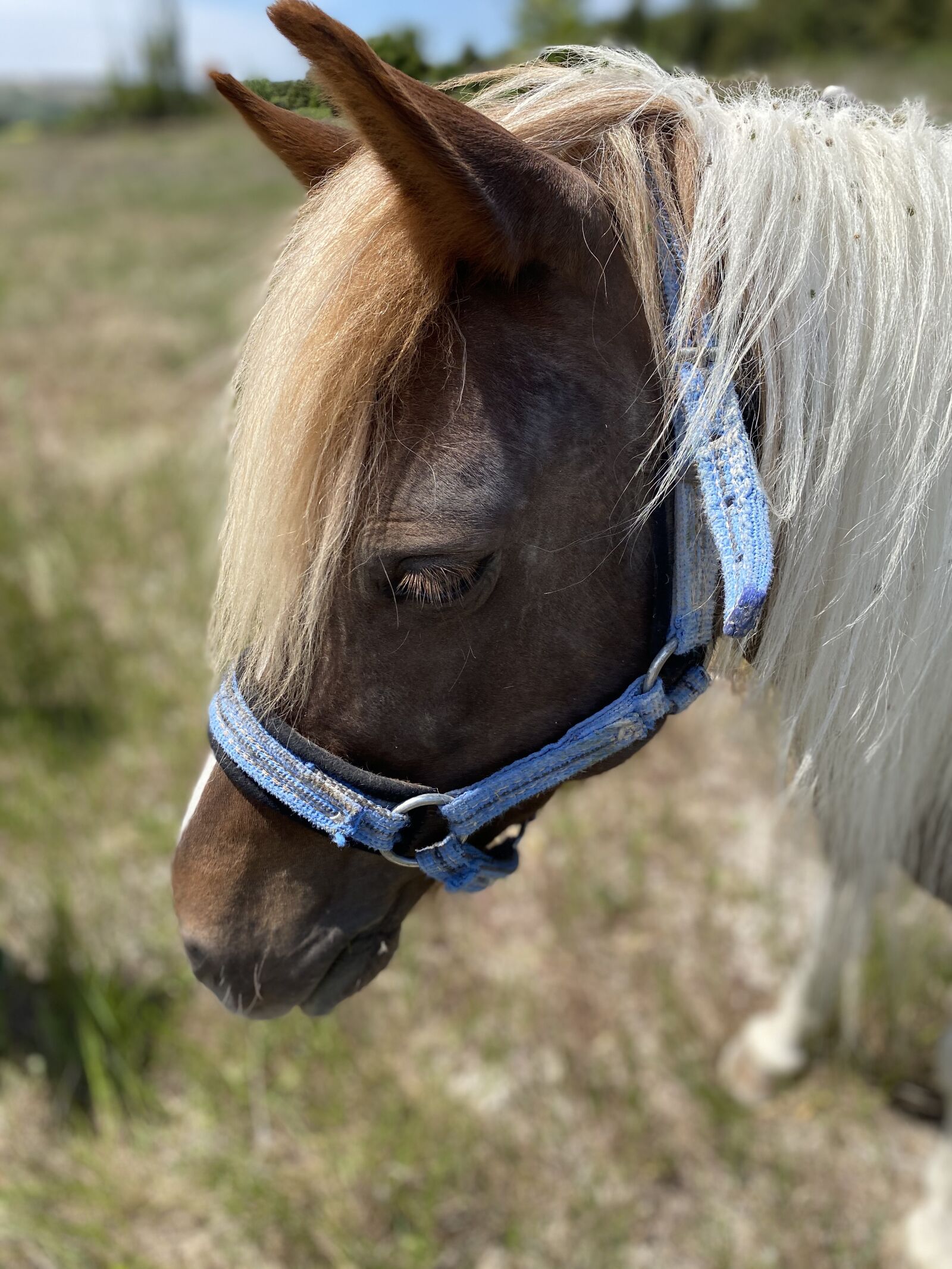 Apple iPhone 11 sample photo. Horse, animals, nature photography